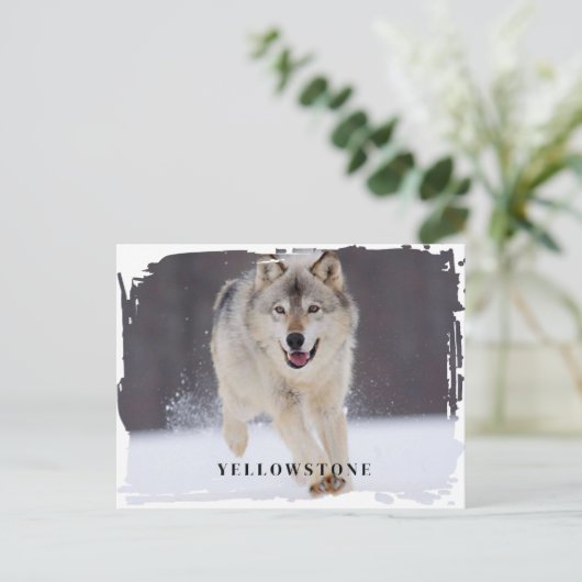 Yellowstone Wolf Postcard Postkarte (Stehend Vorderseite)