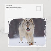 Yellowstone Wolf Postcard Postkarte (Vorne/Hinten)