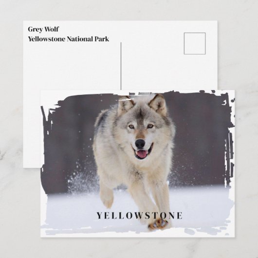 Yellowstone Wolf Postcard Postkarte (Vorne/Hinten)