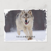 Yellowstone Wolf Postcard Postkarte (Vorderseite)