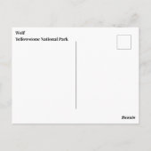 Yellowstone Wolf Postcard Postkarte (Rückseite)