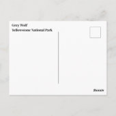Yellowstone Wolf Postcard Postkarte (Rückseite)