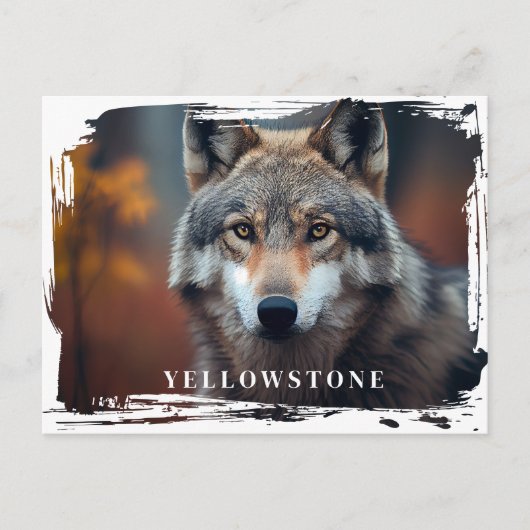 Yellowstone Wolf Postcard Postkarte (Vorderseite)