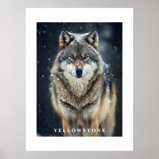 Yellowstone Wolf Poster (Vorne)
