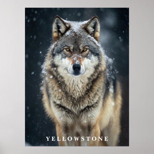 Yellowstone Wolf Poster (Vorne)