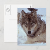 Yellowstone Wolf Postkarte (Vorne/Hinten)