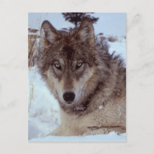 Yellowstone Wolf Postkarte