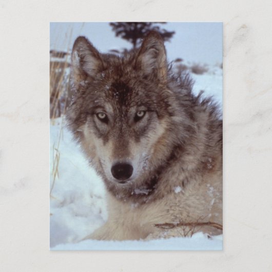 Yellowstone Wolf Postkarte (Vorderseite)