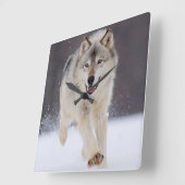 Yellowstone Wolf Quadratische Wanduhr (Winkel)