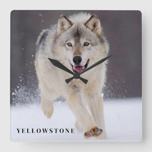 Yellowstone Wolf Quadratische Wanduhr (Vorderseite)