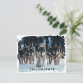 Yellowstone Wölfe Postkarte (Stehend Vorderseite)