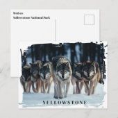 Yellowstone Wölfe Postkarte (Vorne/Hinten)