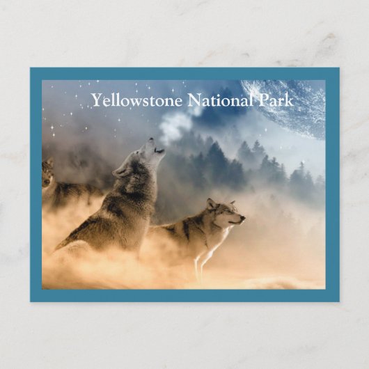 Yellowstone Wölfe Postkarte (Vorderseite)