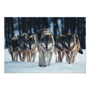Yellowstone Wolves Foto Print