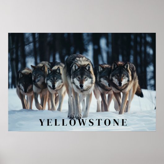 Yellowstone Wolves Poster Art (Vorne)