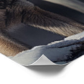Yellowstone Wolves Poster Art (Ecke)