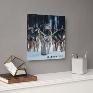 Yellowstone Wolves Quadratische Wanduhr