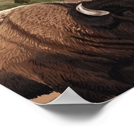YellowstoneBison Scene Poster (Ecke)