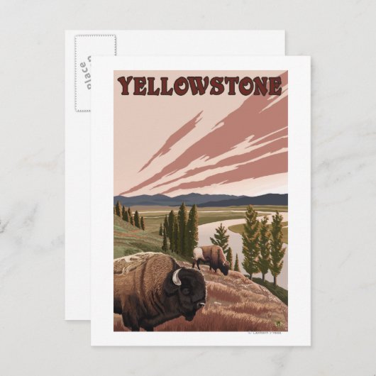 YellowstoneBison Scene Postkarte (Vorne/Hinten)