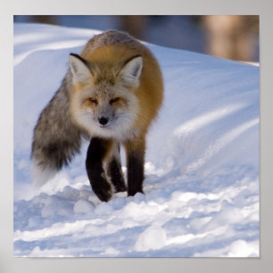 Yellowstoneroter Fox Poster