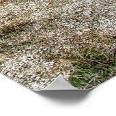 YELLOWSTONE'S MORGENS GLORY POOL POSTER (Ecke)