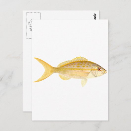 Yellowtail Snapper-Logo Postkarte (Vorne/Hinten)