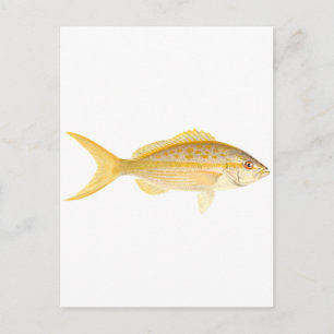 Yellowtail Snapper-Logo Postkarte