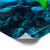 Yellowtail Snappers Poster (Ecke)