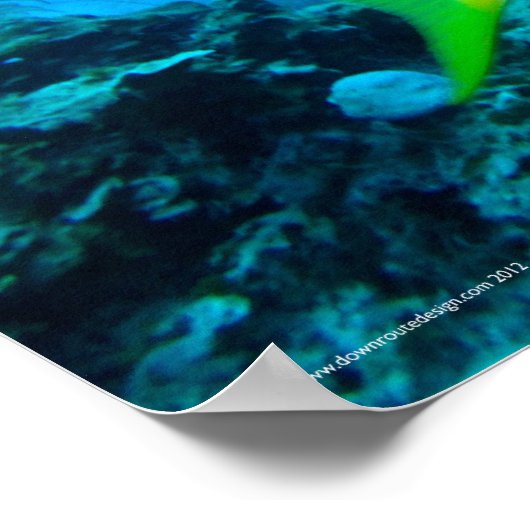 Yellowtail Snappers Poster (Ecke)