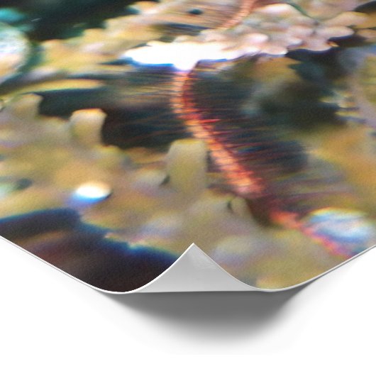 Yellowtail Triggerfish Poster (Ecke)