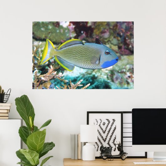 Yellowtail Triggerfish Poster (Heimbüro)