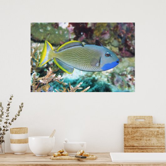 Yellowtail Triggerfish Poster (Küche)