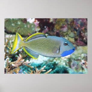 Yellowtail Triggerfish Poster