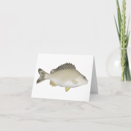 Yellowtail Trumpeter (Vorderseite)