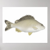 Yellowtail Trumpeter Poster (Vorne)