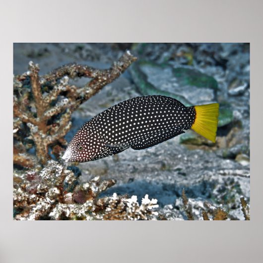 Yellowtail Wrasse Poster (Vorne)