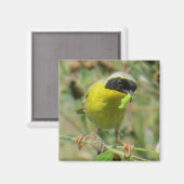 Yellowthroat Magnet (Vorderseite/Rückseite)