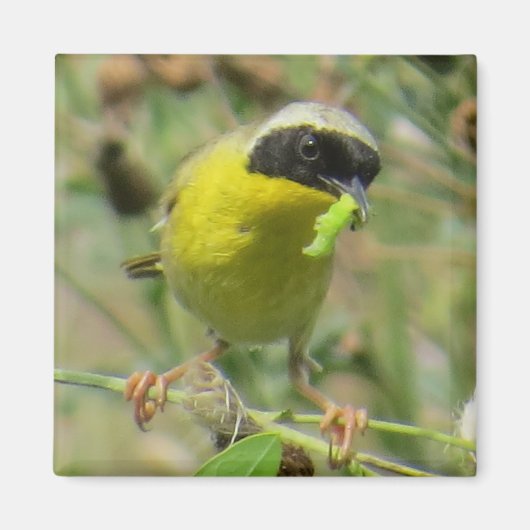 Yellowthroat Magnet (Vorne)