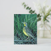 Yellowthroed Longclaw Postkarte (Stehend Vorderseite)