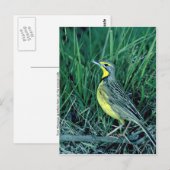 Yellowthroed Longclaw Postkarte (Vorne/Hinten)