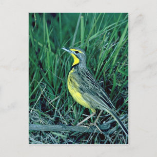 Yellowthroed Longclaw Postkarte