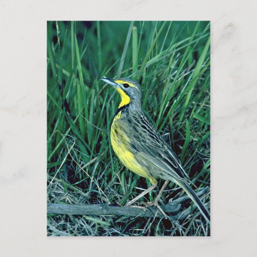 Yellowthroed Longclaw Postkarte (Vorderseite)