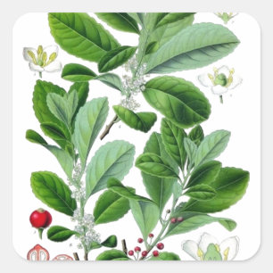 Yerba Mate Quadratischer Aufkleber