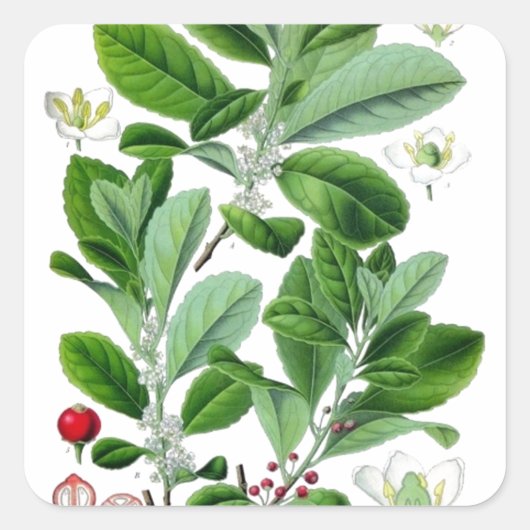 Yerba Mate Quadratischer Aufkleber (Vorderseite)