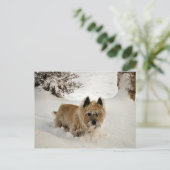 Yeti Postkarte (Stehend Vorderseite)