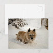 Yeti Postkarte (Vorne/Hinten)