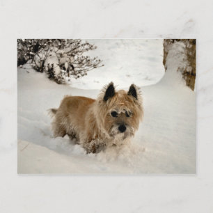 Yeti Postkarte