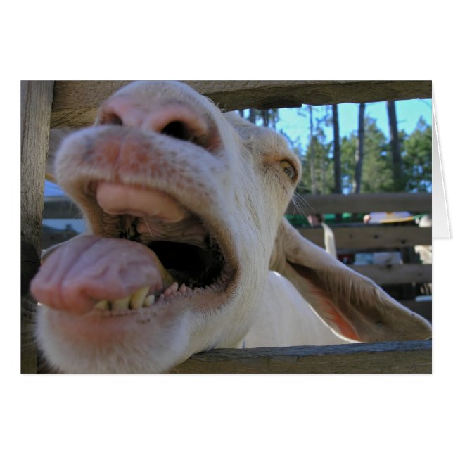 Yew Haw Goat - Karten (Vorderseite (Horizontal))