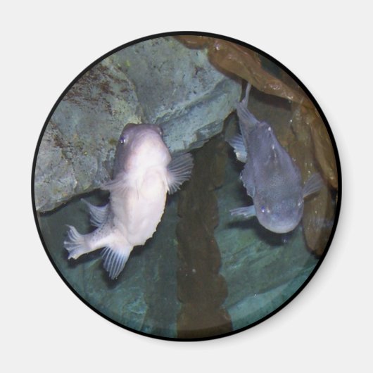 Yin Yang Fisch Foto Magnet (Vorne)