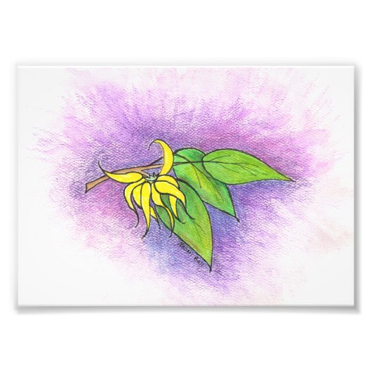 Ylang Ylang Illustration Foto Print (Vorne)